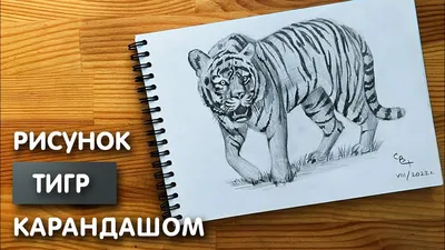 Как нарисовать тигра карандашом - YouTube