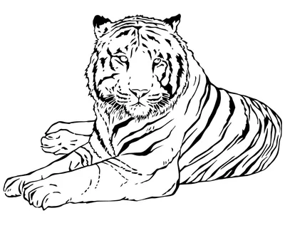 Как нарисовать тигра карандашом | Рисунок для начинающих поэтапно - YouTube