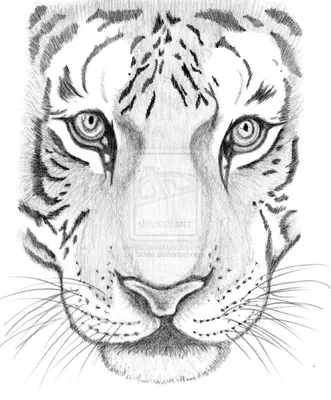 Рисую тигра простым карандашом, поэтапно. Раскрашиваю маркерами для  скетчинга. | Творческие идеи | Дзен
