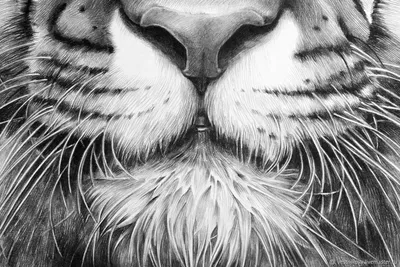 Идущий тигр тату эскиз - 93 фото