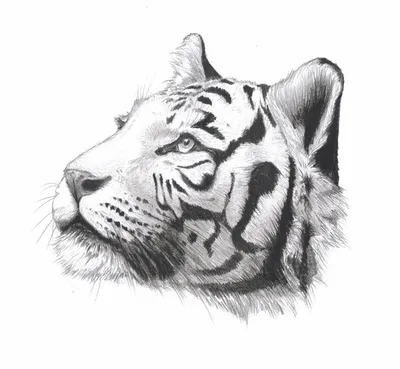 Рисунок тигра карандашом легко и красиво для начинающих (49 фото) » рисунки  для срисовки на Газ-квас.ком