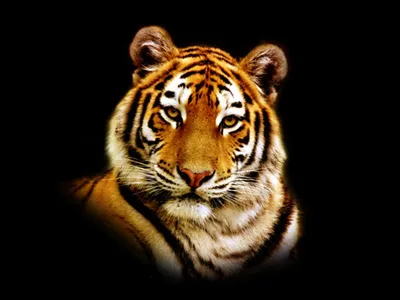 Тигры, тигрицы и тигрята - фото и обои, tigers wallpapers