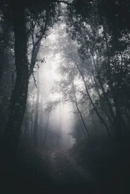 Темный лес эстетика - 74 фото