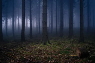 Изображение темного леса без зелени, туман в лесу - обои на телефон