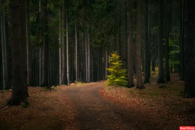 Фото: Осень тёмного леса. Stanislaw Malzinski. Пейзаж. Фотосайт Расфокус.ру
