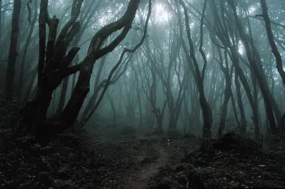 Проклятие Темного Леса: Пленник Бездны | Страшные истории | Дзен