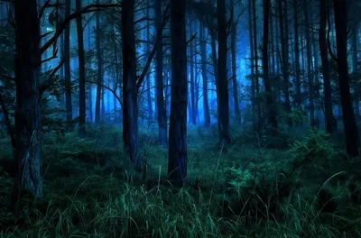 Теория тёмного леса | Пикабу