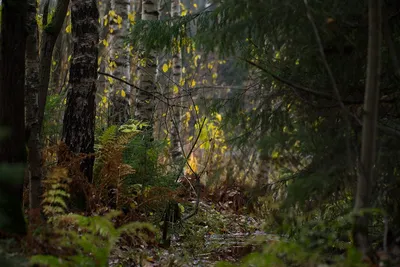 Тонизированная съемка страшного темного леса с, который сгорели стволами  дерева Стоковое Фото - изображение насчитывающей листво, бедствие: 51466218