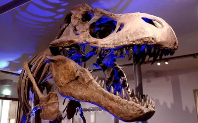 Динозавры тиранозавр Рекс , …» — создано в Шедевруме