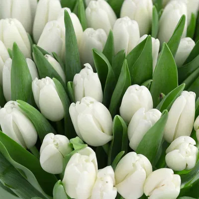 white tulips | White tulips, Flowers photography, Boquette flowers