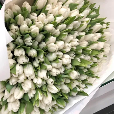 Белые тюльпаны поштучно от /шт. Купить цветы.