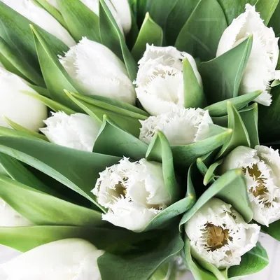 Купить белые тюльпаны в Кургане в интернет-магазине «Империя Цветов»