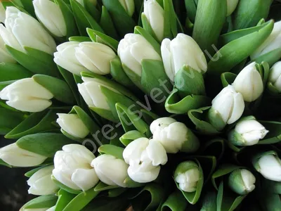 Белые Тюльпаны, артикул: 606494, с доставкой в город Кудрово