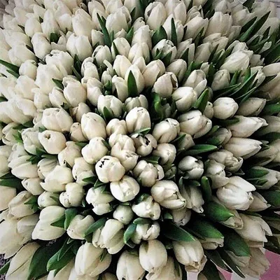 Белые тюльпаны в коробке - 151 шт за 31 890 руб. | Бесплатная доставка  цветов по Москве