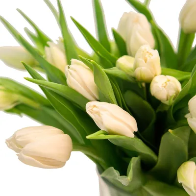 Купить белые тюльпаны дешево, доставка по Москве круглосуточно.