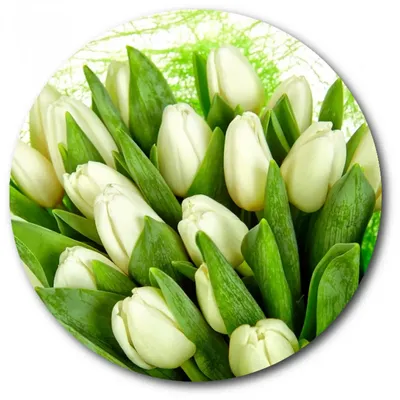 Белые тюльпаны на белой предпосылке Взгляд сверху Стоковое Фото -  изображение насчитывающей экземпляр, зеленый: 106415816