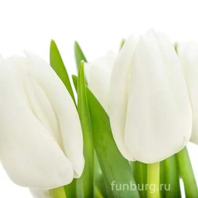Букет 9 белых тюльпанов-1 - заказ цветов в Санкт-Петербурге с доставкой на  дом. Приобрести ароматные Букеты из тюльпанов недорого.