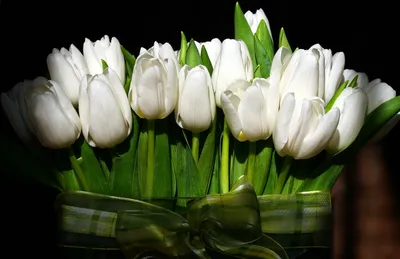 Белые тюльпаны стоковое изображение. изображение насчитывающей конструкция  - 39978583