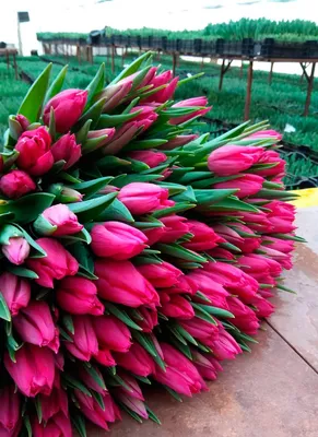 Свежие розовые тюльпаны 8 марта изолированы на белом фоне День счастливых  женщин Стоковое Фото - изображение насчитывающей мать, лепесток: 140763214