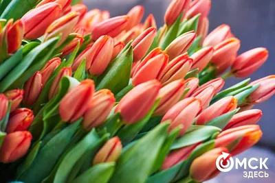 Тюльпаны на 8 марта — купить в Екатеринбурге