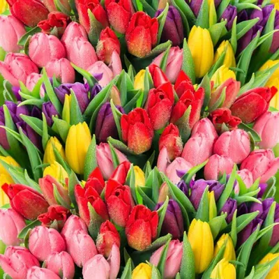 Букеты из тюльпанов на 8 марта - купить с доставкой в Москве |  Интернет-магазин цветов Flower-shop.ru
