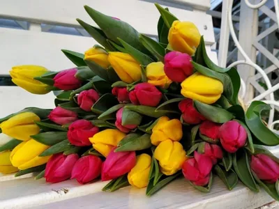 Как тульские цветоводы выращивают тюльпаны к 8 Марта