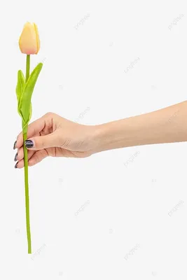 Букет тюльпанов в руках девушки - Фото #7803 - RuPixel