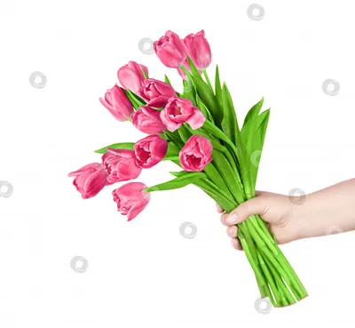 Картина по номерам «Тюльпаны в руках», в термопакете 40*50см