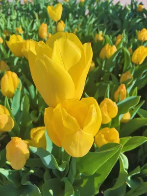 Весна всегда: букет желтых тюльпанов с синими ирисами по цене 8015 ₽ -  купить в RoseMarkt с доставкой по Санкт-Петербургу