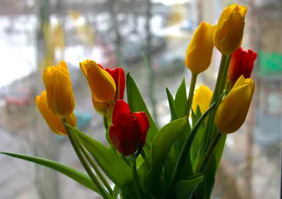 картинки : Тюльпаны, цветы, природа, весна, красивая, Красочный, цветущее  растение, Рыжих, лепесток, ботаника, тюльпан, Травянистое растение,  Однолетнее растение, Дикий цветок, Многолетнее растение 2981x3974 - Konevi  - 1600657 - красивые картинки - PxHere