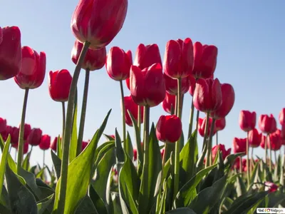 Букет \"Весна\" 19 тюльпан заказать в интернет-магазине Роз-Маркет в  Краснодаре по цене 3 100 руб.