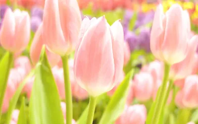 Тюльпаны Весна Красные Черные Тюльпаны Парк Цветущие Фотография Картинка  Фон И картинка для бесплатной загрузки - Pngtree