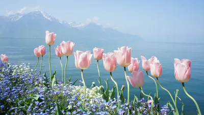 Весна тюльпаны (69 фото) - 69 фото