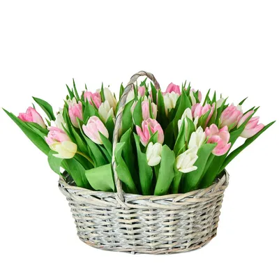 свежие тюльпаны весны стоковое фото. изображение насчитывающей дневные -  23853438