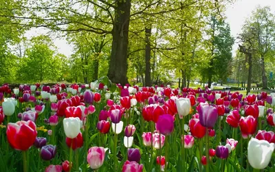 Картинки тюльпаны, весна, цветы, горы, озеро, небо - обои 1920x1080,  картинка №91281