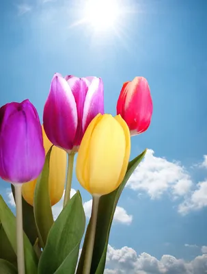 картинки : природа, цветок, лепесток, тюльпан, весна, Розовый, Флора,  Фиолетовый, Тюльпаны, весенние цветы, цветущее растение, Наземный завод  4608x3072 - - 1396274 - красивые картинки - PxHere