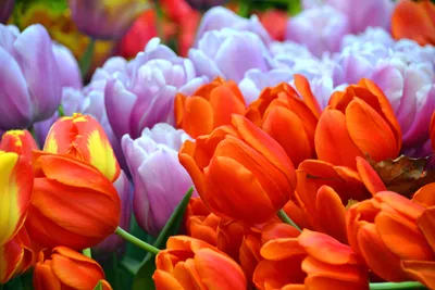 Скачать обои и картинки тюльпаны, цветы, листья, жёлтый, розовый, праздник,  весна, белый фон для рабочего стола в разрешении 1440x2560