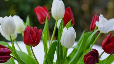 Тюльпаны В Поле Весной На Солнечный — стоковые фотографии и другие картинки  Тюльпан - Тюльпан, Красный, Поле - iStock