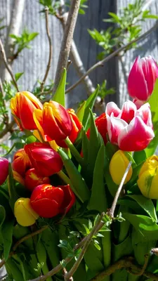 Тюльпаны Весна Разноцветный - Бесплатное фото на Pixabay - Pixabay