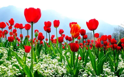тюльпаны весны сада стоковое изображение. изображение насчитывающей весна -  7991545