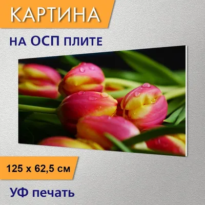 Картинки тюльпаны, красные, белые, букет, снег, весна - обои 2560x1440,  картинка №276109