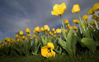 Тюльпаны — стоковые фотографии и другие картинки Тюльпан - Тюльпан, Цветок,  Весна - iStock