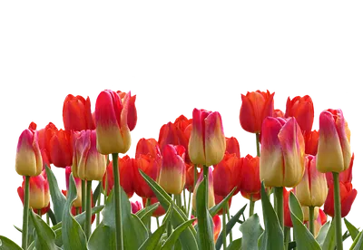 Заказать 25 тюльпанов \"Радость весны\" в Киеве
