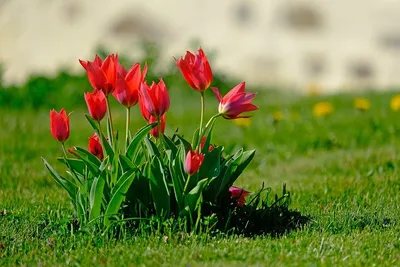 Огромное поле Тюльпанов весна, …» — создано в Шедевруме