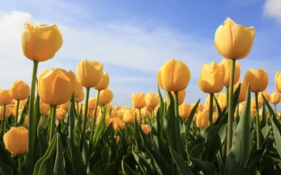 Букет из 25 тюльпанов \"Весна в городе\" | доставка по Москве и области
