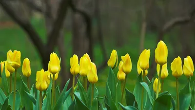Картинки тюльпан, цветок, Тюльпаны, бутоны, весна, цветы - обои 1440x900,  картинка №14667