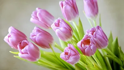 Тюльпаны Весна Цветы - Бесплатное фото на Pixabay - Pixabay