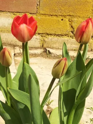 Весна идёт, весне дорогу #тюльпаны #весна #кольцо | Ольга Пыльцына | Дзен