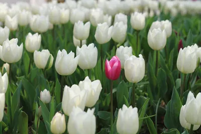 Тюльпаны Весна Природа - Бесплатное фото на Pixabay - Pixabay