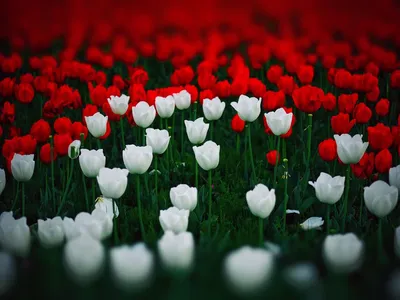 Весенние Тюльпаны — стоковые фотографии и другие картинки Весна - Весна,  Цветок, Тюльпан - iStock